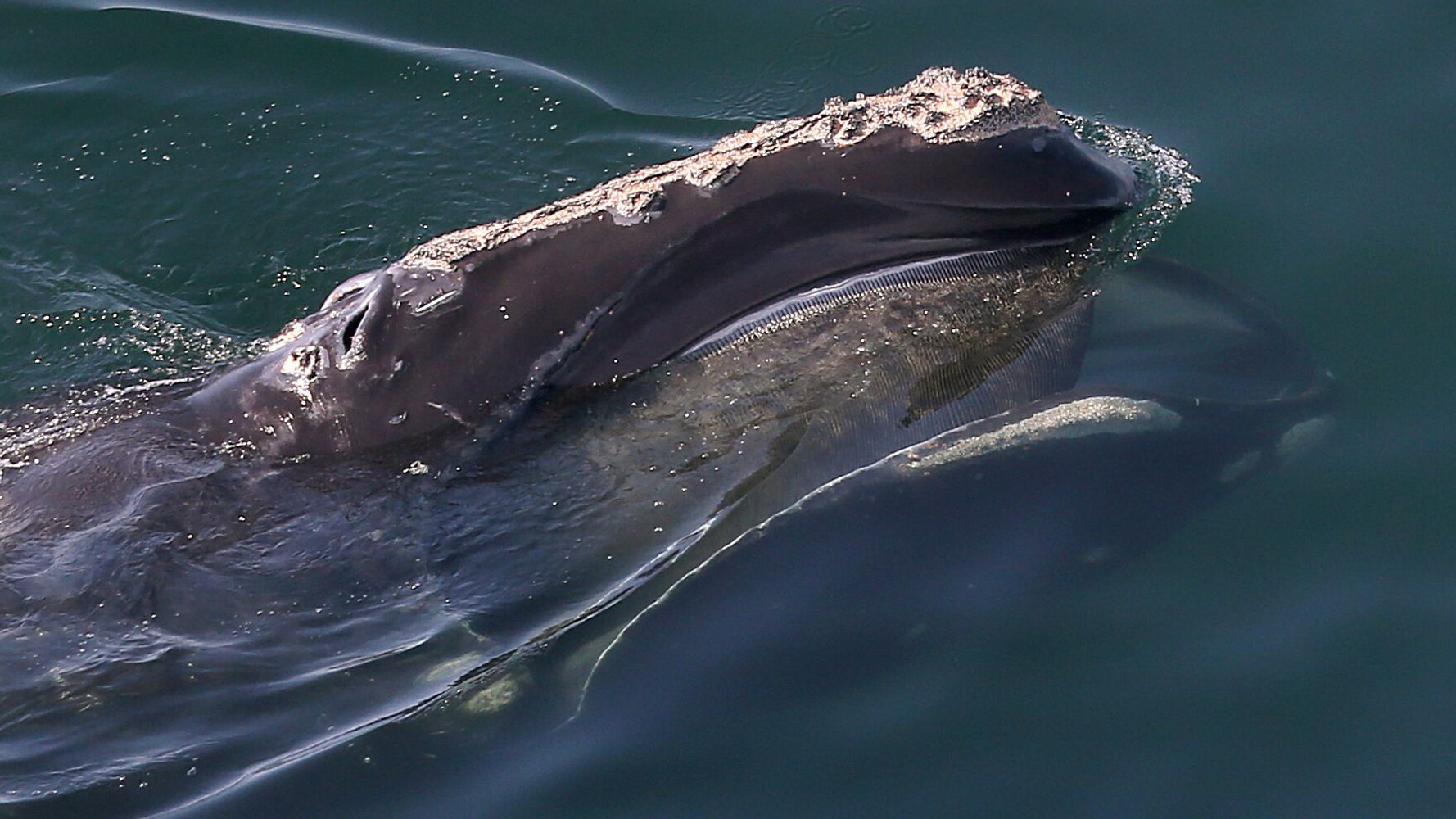 North Atlantic Right Whales Are Getting Smaller As Humans Stress Them Out