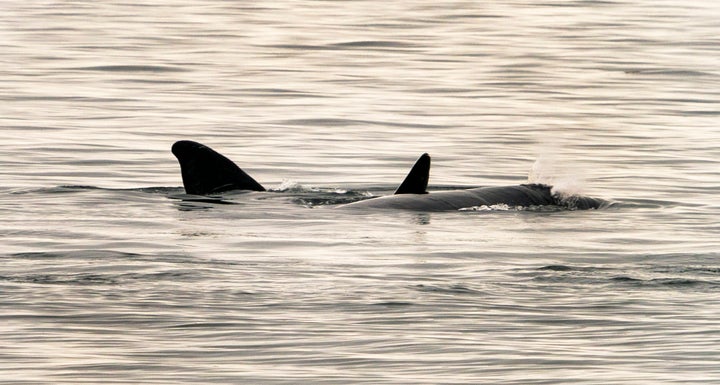 A pair of North Atlantic right whales, believed to be a mother and calve, swim in the waters of Cape Cod Bay April 14, 2019 n