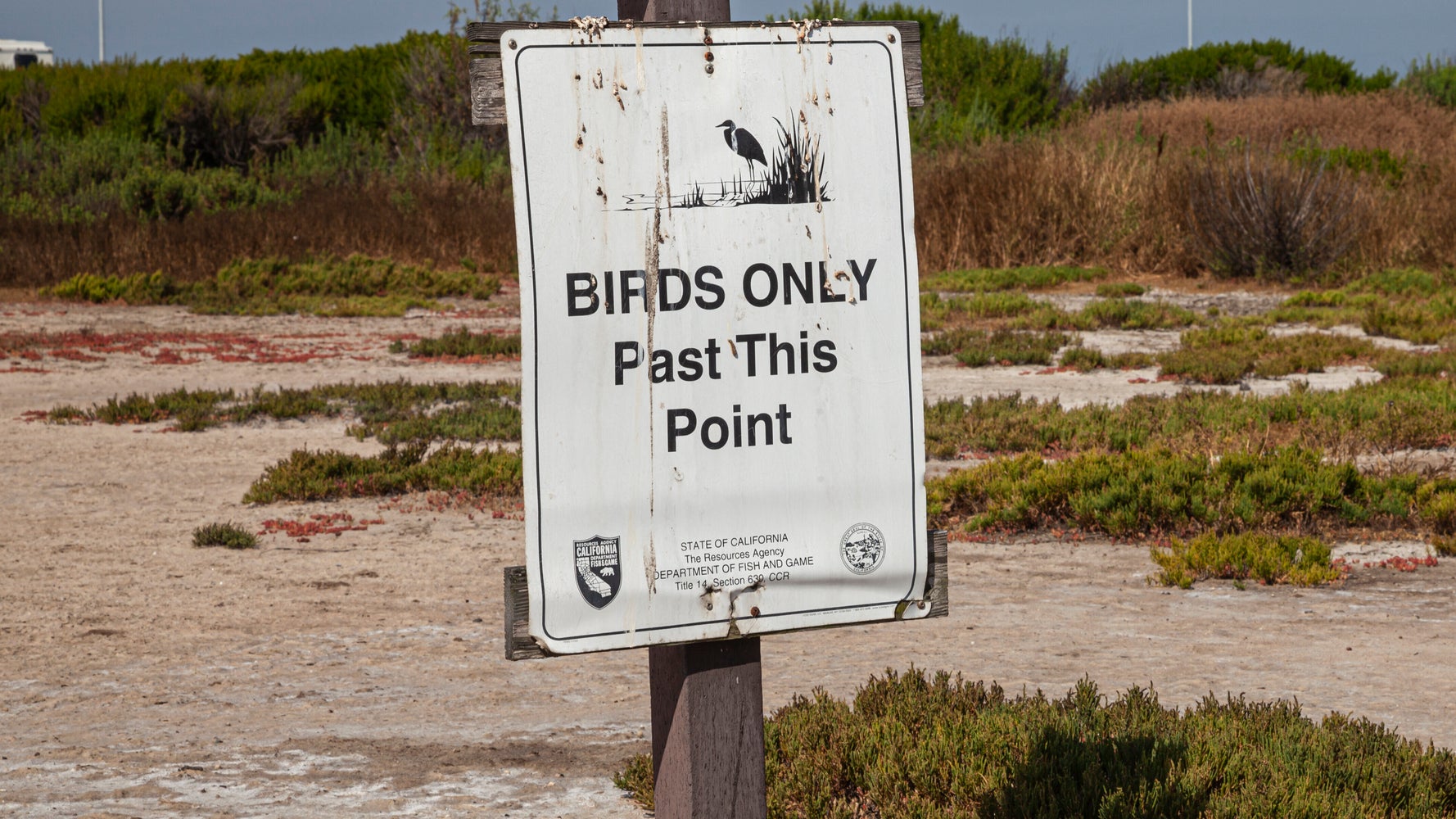 3,000 Eggs Abandoned After Drone Crashes Into Nesting Island, Scares Off Birds