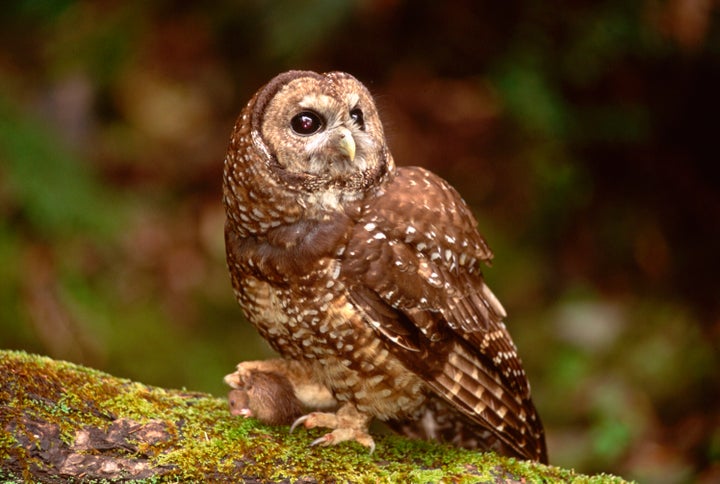 The Trump administration slashed the amount of protected federal old-growth forest used by the spotted owl (pictured). The Bi