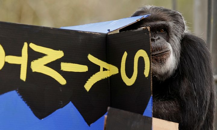 Cobby, the oldest male chimpanzee living in an accredited North American zoo, has died.