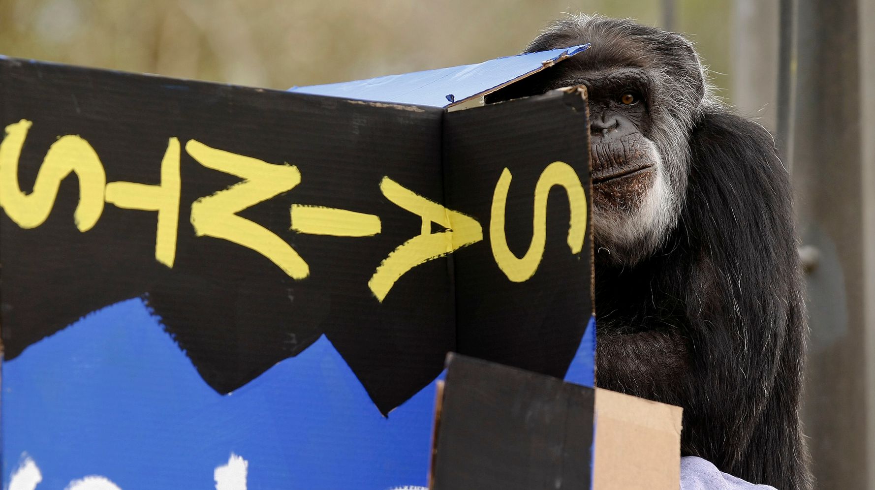 Cobby, The Oldest Male Chimpanzee Living In U.S. Zoo, Dies At 63