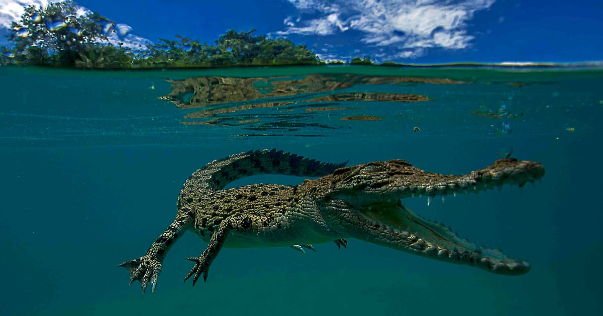 Il coccodrillo marino, il più grande predatore terrestre L'HuffPost Il coccodrillo marino, il più grande predatore terrestre L'HuffPost