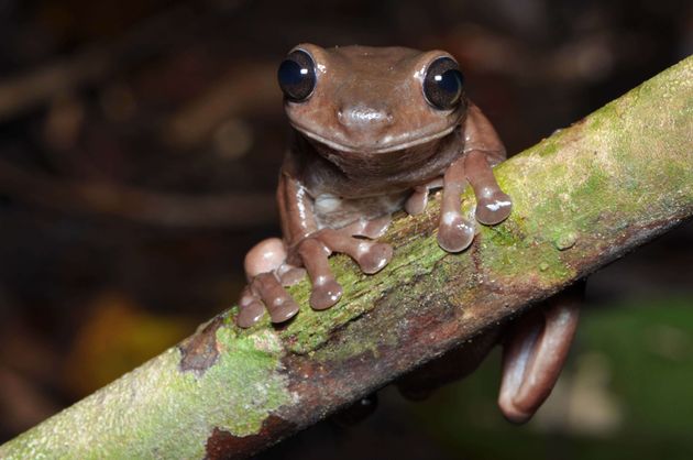 La grenouille chocolat peut être trouvée dans les marais de la forêt tropicale a href=