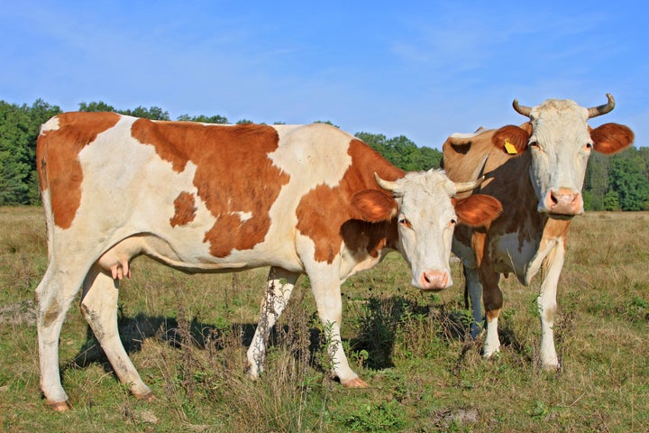 cows on a summer pasture