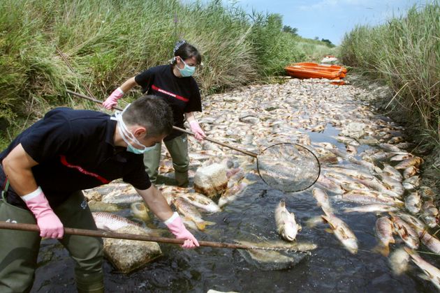 Des pompiers ramassent des poissons morts ale 06 juillet 2008 dans la rivière Agly sur la commune de Saint-Laurent de la Salanque. Image d'illustration. 