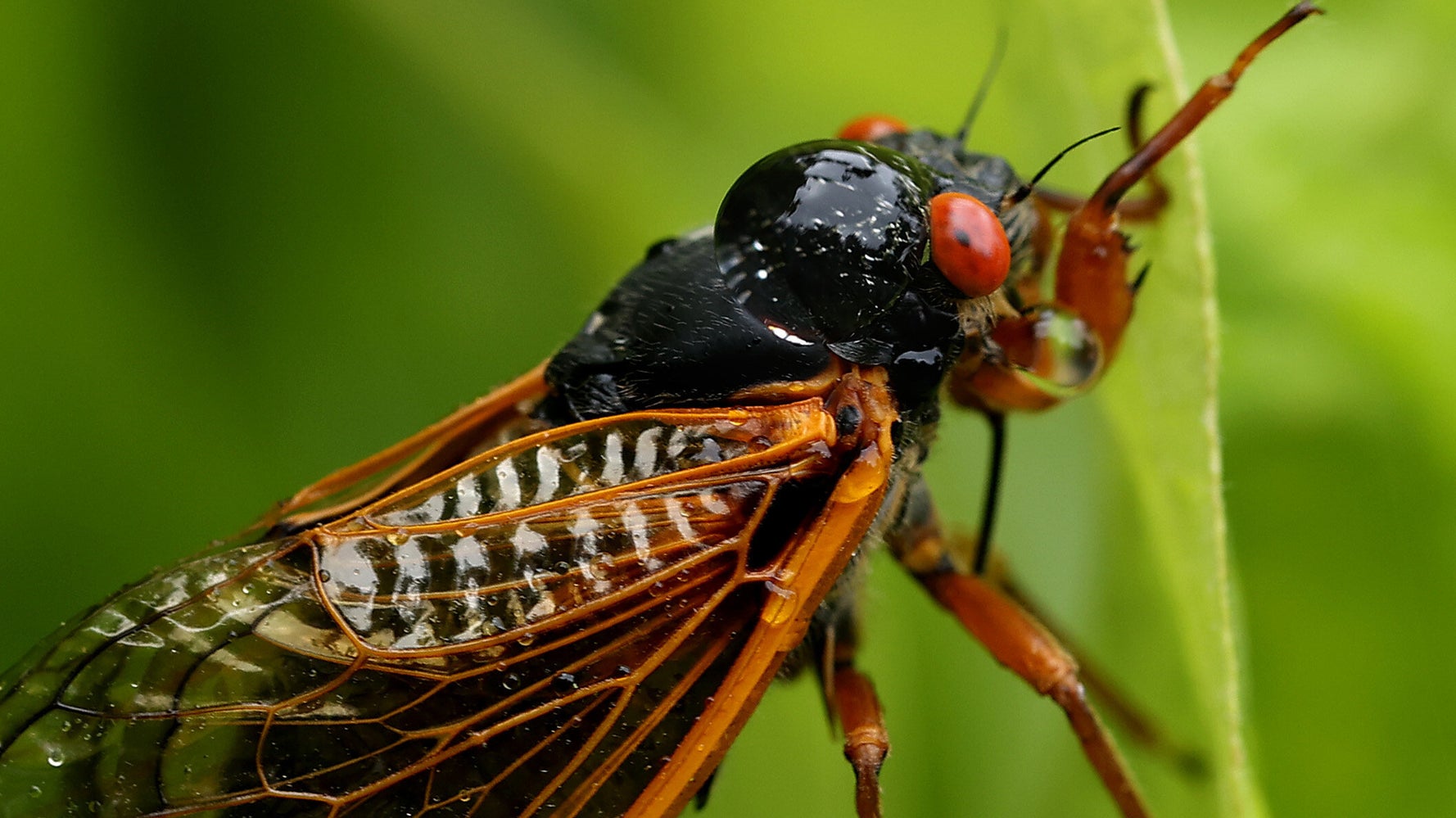 White House Press Plane Grounded... By Cicadas