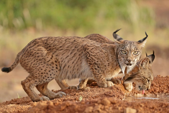 Cachorros de lince ibérico.