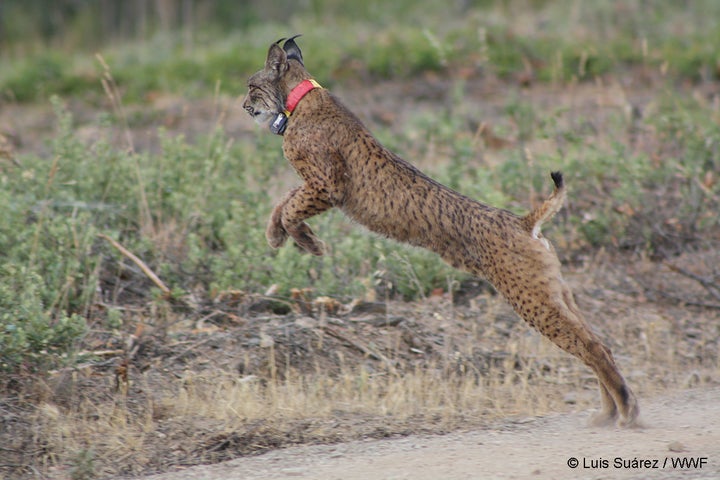 Suelta de lince en Almuradiel (Ciudad Real).