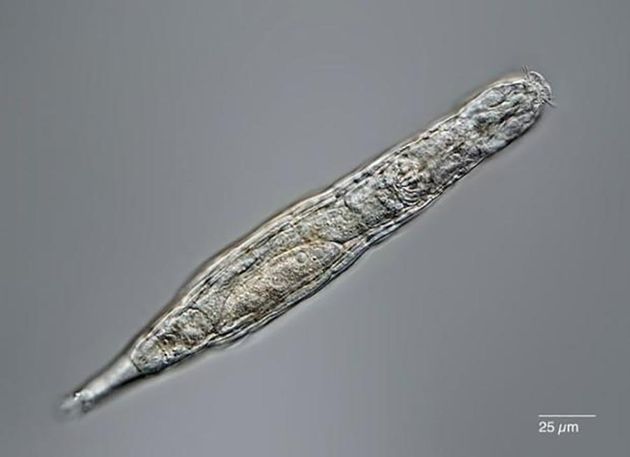 A rotifer recovered from the 24,000-year-old permafrost.