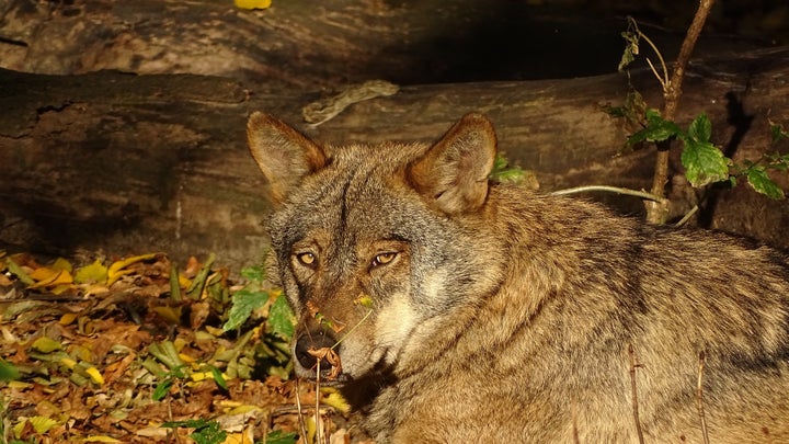 Ejemplar de lobo ibérico.