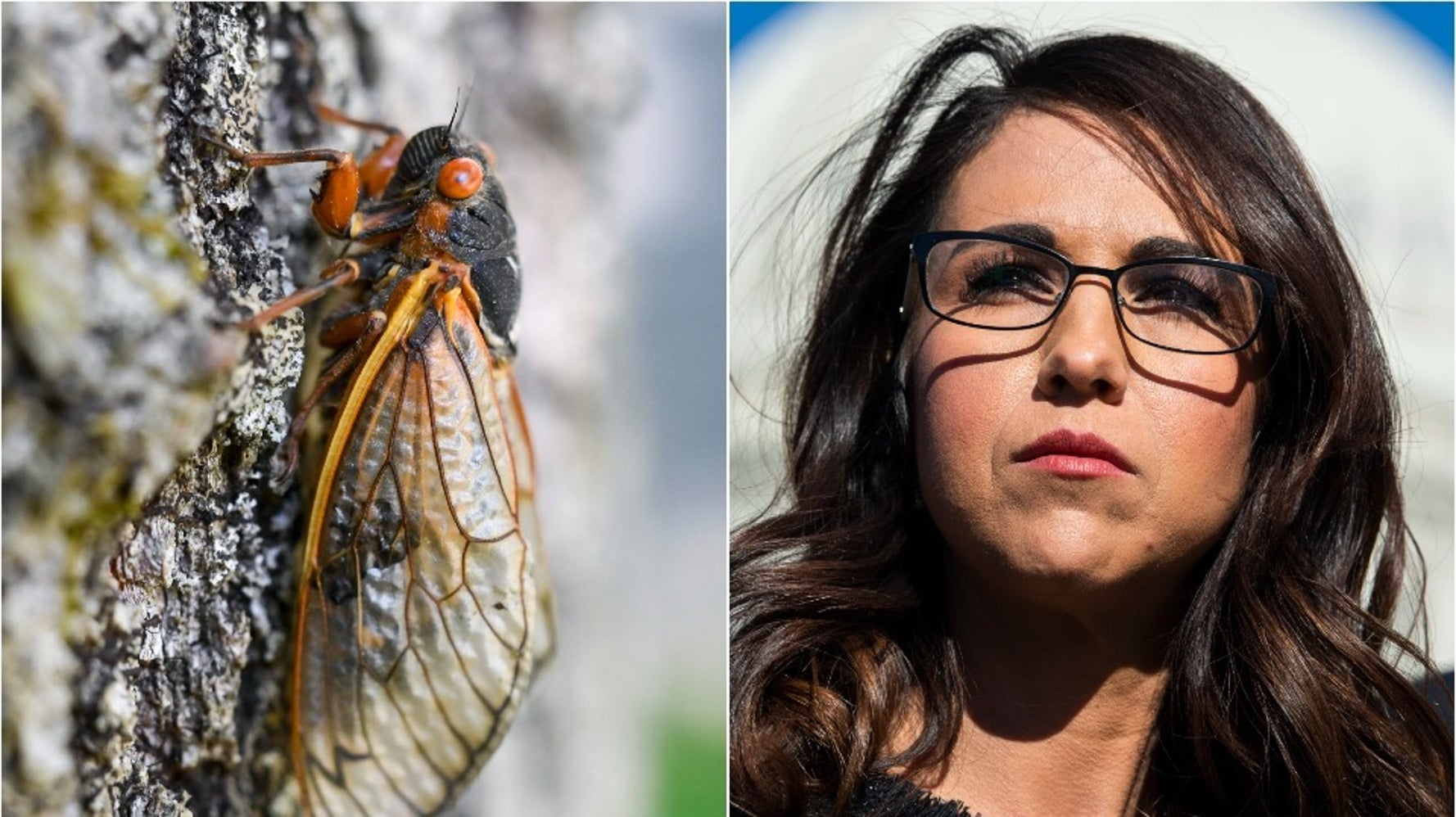 Lauren Boebert Tried To Politicize Cicadas. Twitter Users Told Her To Bug Off.