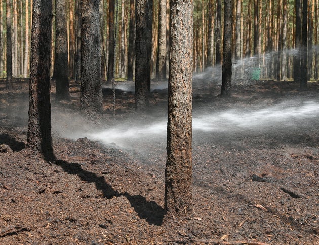 Les plantations d'arbres en monoculture sont plus sensibles aux feux de forêts. Elles peuvent aussi détruire la biodiversité et être contreproductives pour le climat, selon le GIEC et l'IPBES.