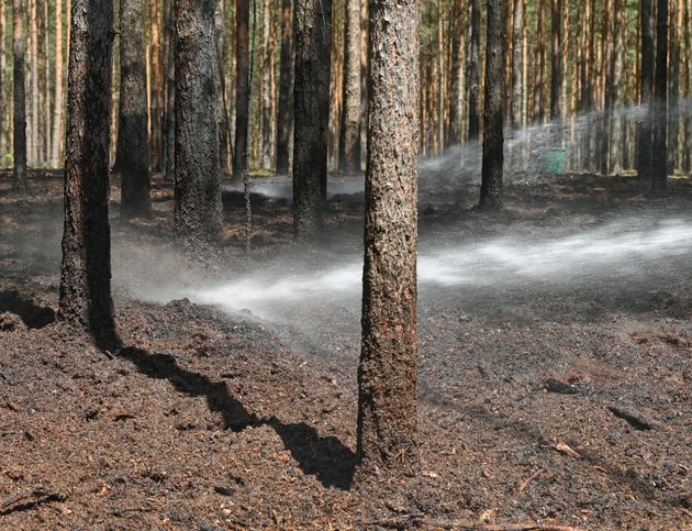 Les plantations d'arbres en monoculture sont plus sensibles aux feux de forêts. Elles peuvent aussi détruire la biodiversité et être contreproductives pour le climat, selon le GIEC et l'IPBES. 