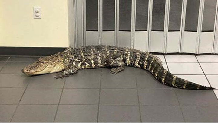 A 7-foot-long alligator somehow found its way into the the Spring Hill Post Office in Florida’s Hernando County.