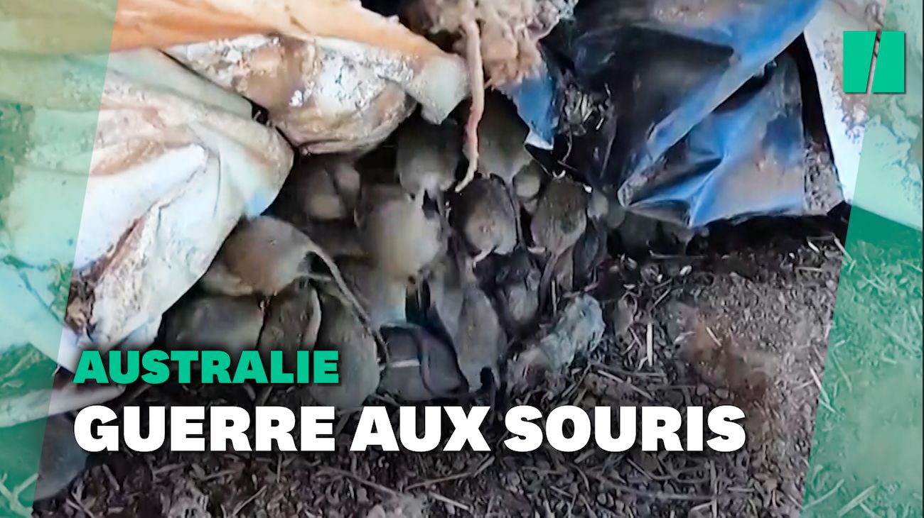 Envahie de millions de souris, l'Australie prépare la guerre génétique