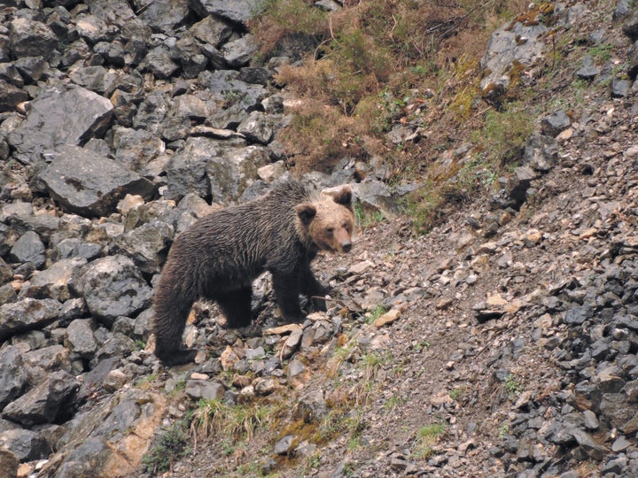 Un ejemplar fotografiado por la Fundación Oso Pardo.