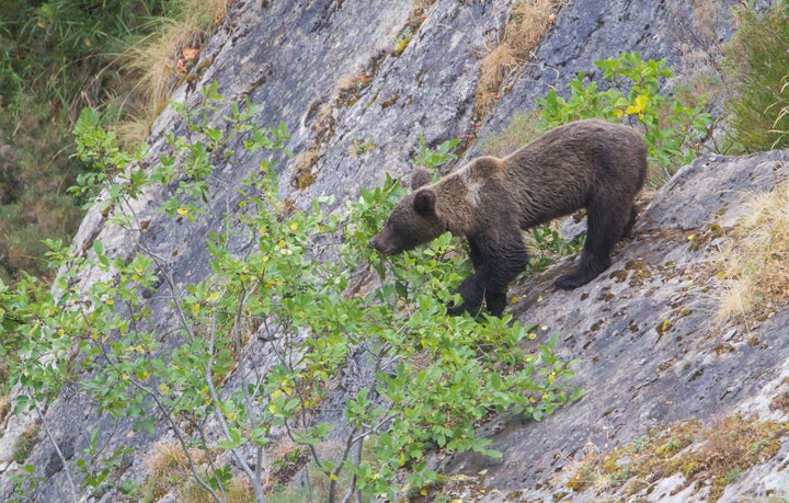 Otro ejemplar de oso pardo.