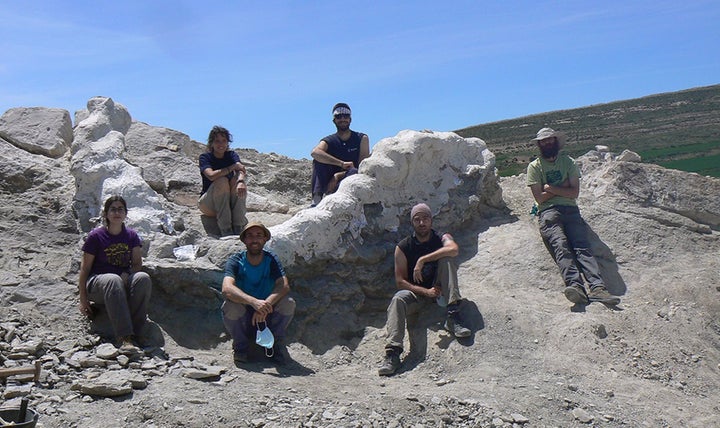 Columna vertebral de un dinosaurio gigante.