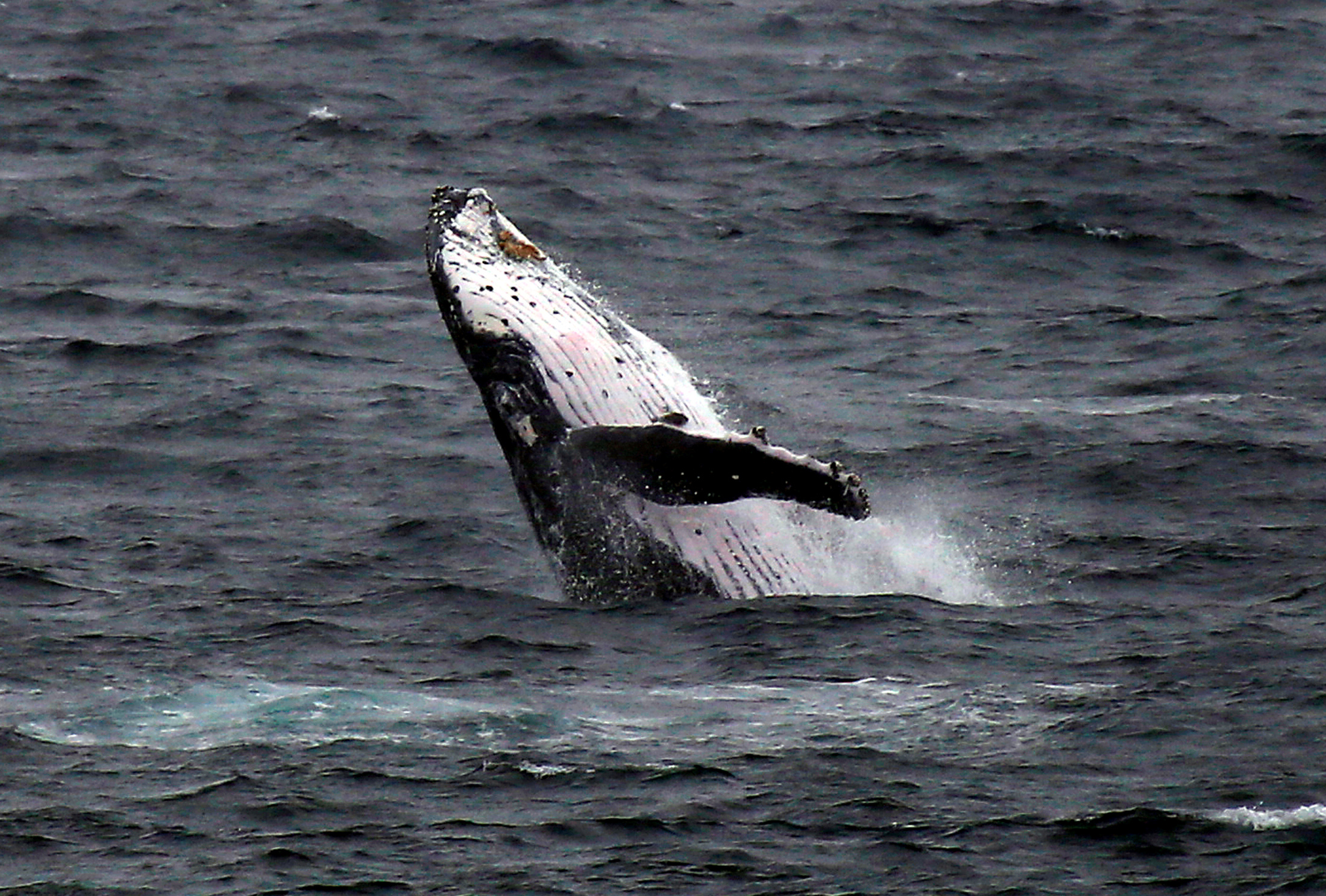 Ce pêcheur avalé par une baleine en est ressorti indemne