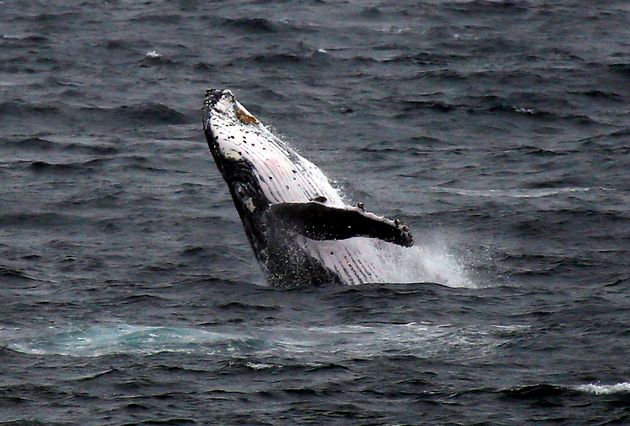 Photo d'illustration  d'une baleine à bosse près de Sydney en Australie en juin 2016