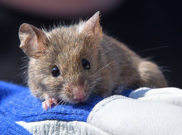 Après 6 ans dans l'espace, du sperme lyophilisé donne naissance à des souriceaux (photo d'illustration d'une souris prise en septembre 2019 en République Tchèque) 