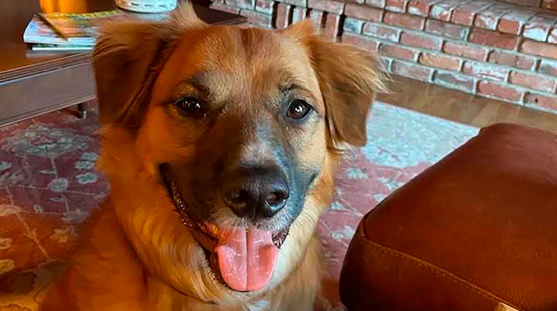 Dog Ejected From Car Crash Found Safe On Farm Herding Sheep