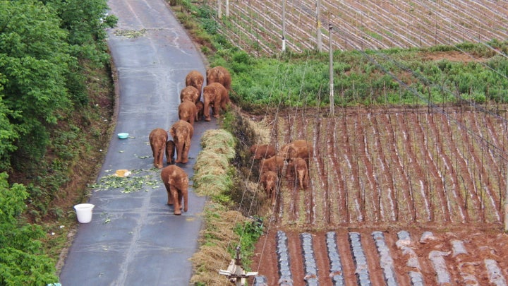In this photo taken June 4, 2021 and released by Yunnan Forest Fire Brigade, a migrating herd of elephants roam through farml