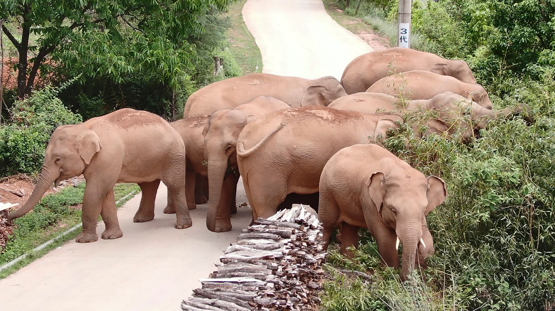 China's Famed Wandering Elephants Are On The Move Again