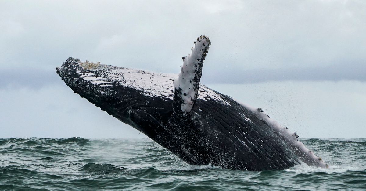 死を覚悟した ザトウクジラに30秒間のみこまれた漁師が振り返る ハフポスト