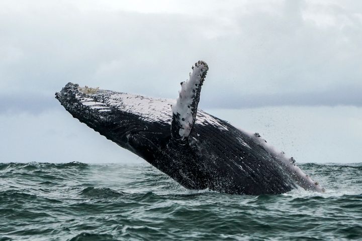ザトウクジラのイメージ写真