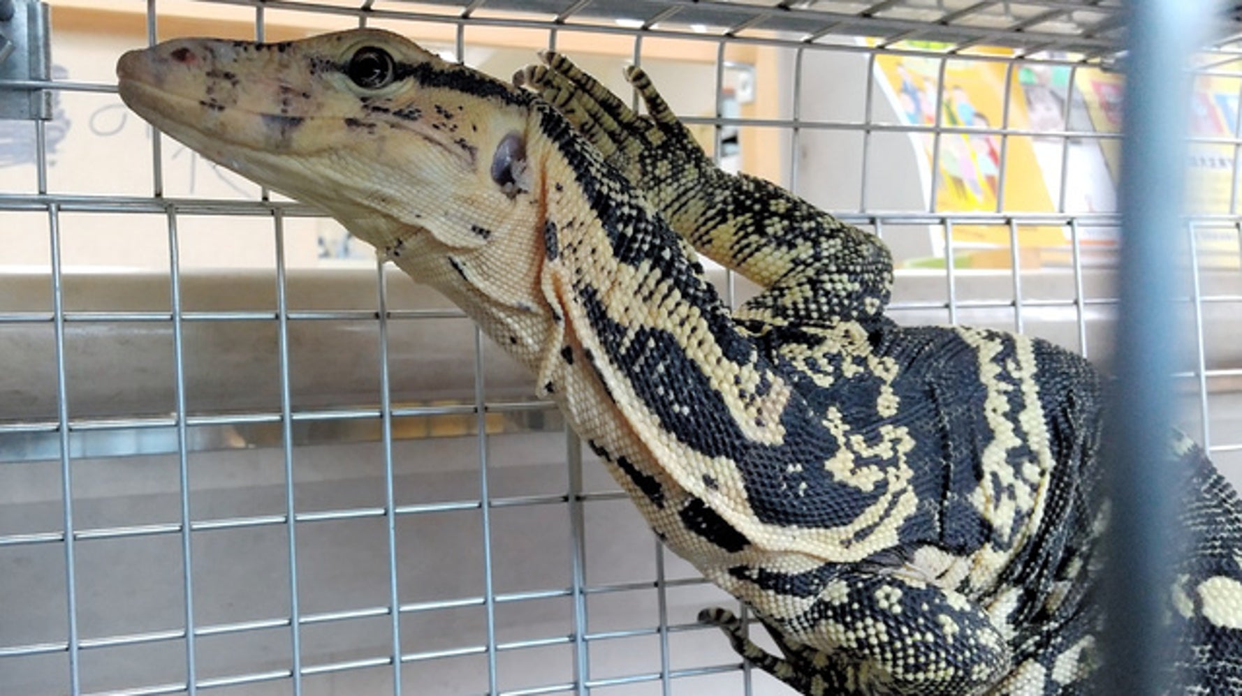 住宅街に体長1mのオオトカゲ 捕獲後は 落とし物 として保管 ハフポスト 住宅街に体長1mのオオトカゲ 捕獲後は 落とし物 として保管 ハフポスト
