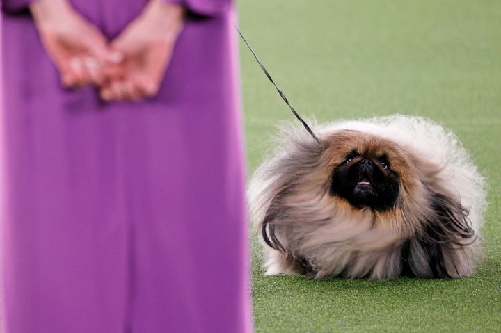 Wasabi the Pekingese won Best in Show at the 145th Annual Westminster Kennel Club Dog Show on Sunday.
