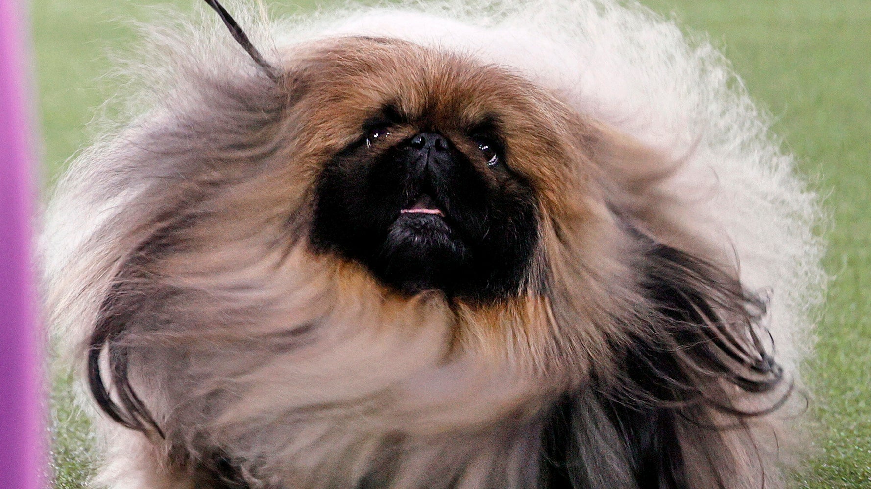 Westminster Kennel Club Dog Show Honors Pekingese Named Wasabi As Best In Show