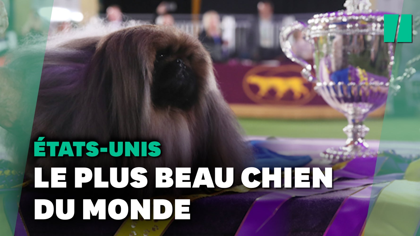 Le Plus Fameux Concours De Chiens Du Monde Remporte Par Ce Pekinois Le Huffpost