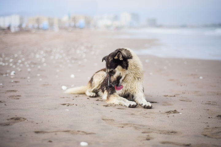 Perro lamiéndose la pata en la playa.