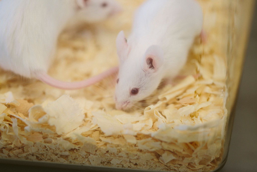 Pourquoi du sperme lyophilisé de souris a-t-il été stocké dans l'espace