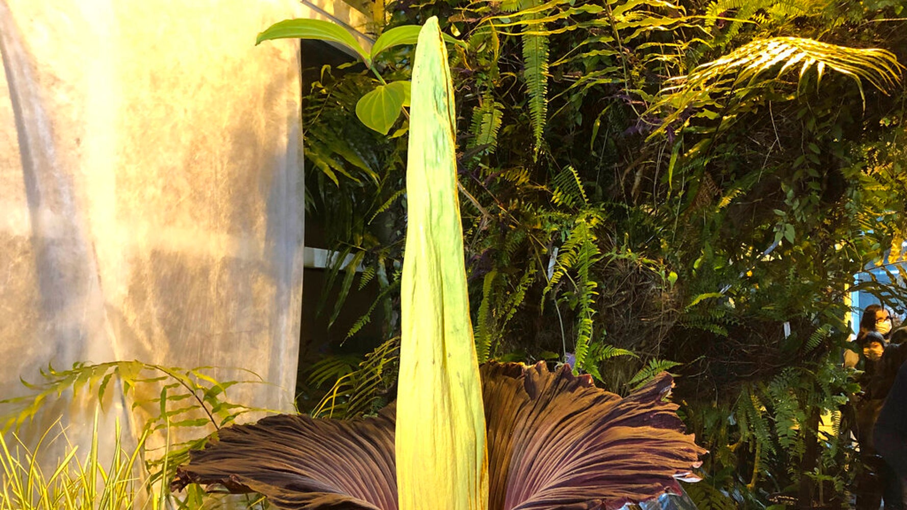 Endangered Corpse Flower Blooms In Warsaw, Drawing Crowds