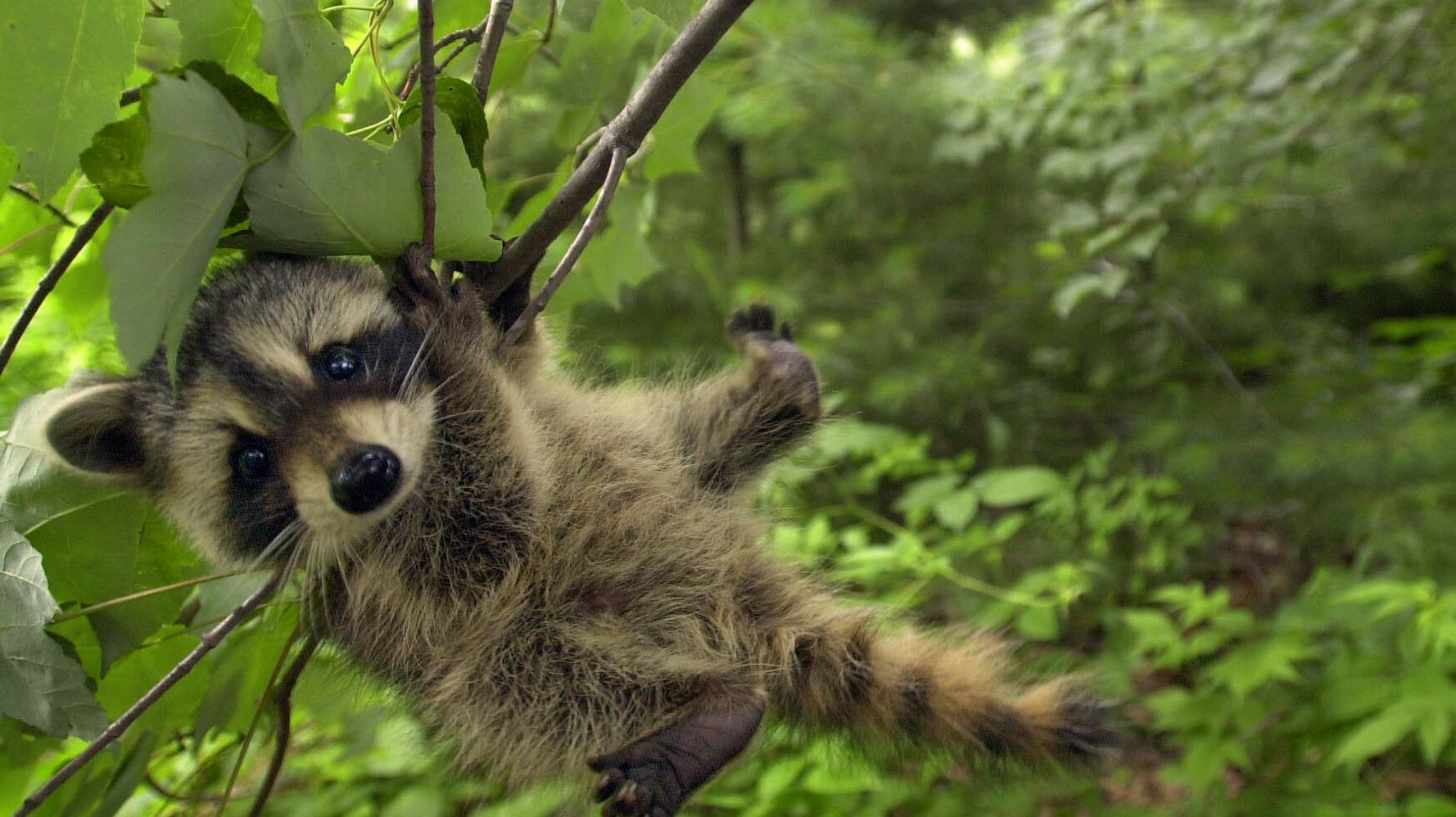 1匹のアライグマがマンホールに挟まれてしまう 消防隊が出動する事態に その後はどうなった 写真 ハフポスト World