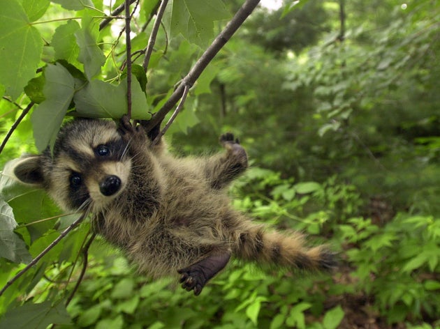 1匹のアライグマがマンホールに挟まれてしまう 消防隊が出動する事態に その後はどうなった 写真 ハフポスト