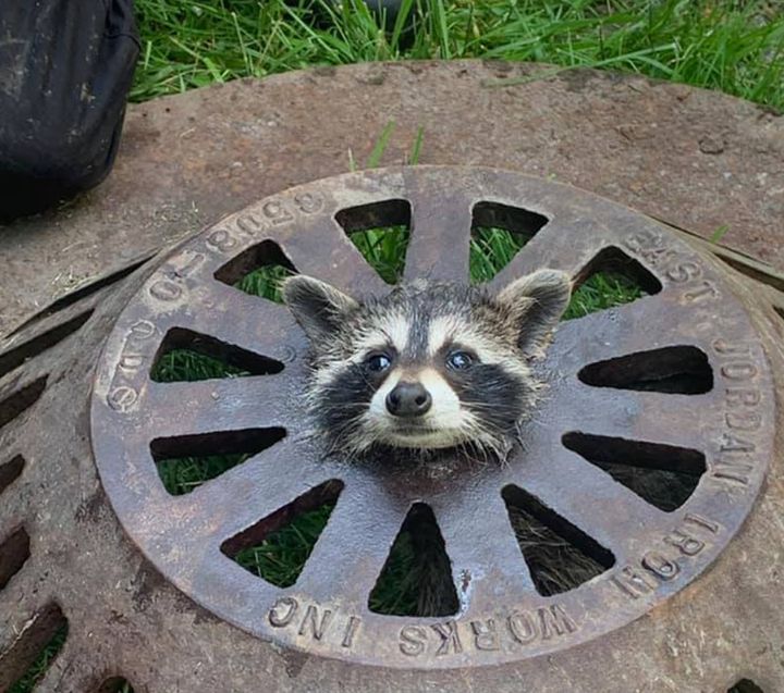 マンホールに挟まってしまったアライグマ