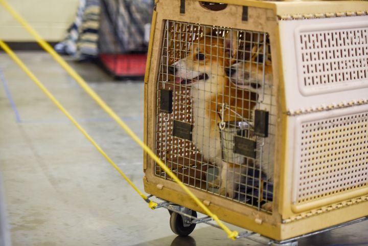 Two dogs traveling in a crate.