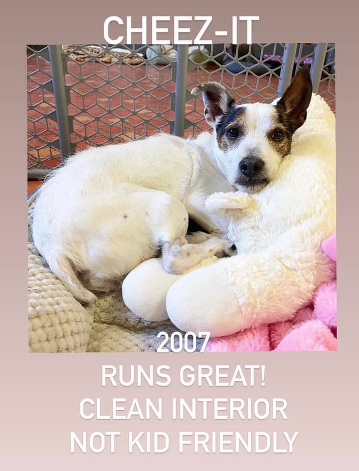 Cheez-It, a Jack Russell who "runs great!" and has a "clean interior."