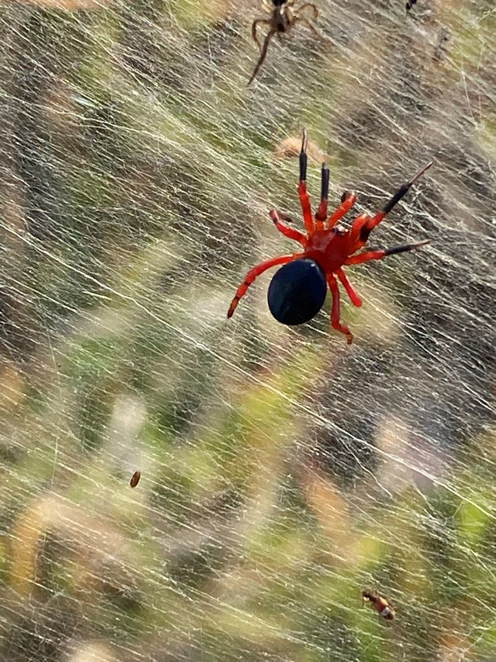 Μια εικόνα από τα μέσα κοινωνικής δικτύωσης δείχνει την κόκκινη και μαύρη αράχνη κοντά σε υγρότοπους στο Λόνγκφορντ, Βικτώρια.