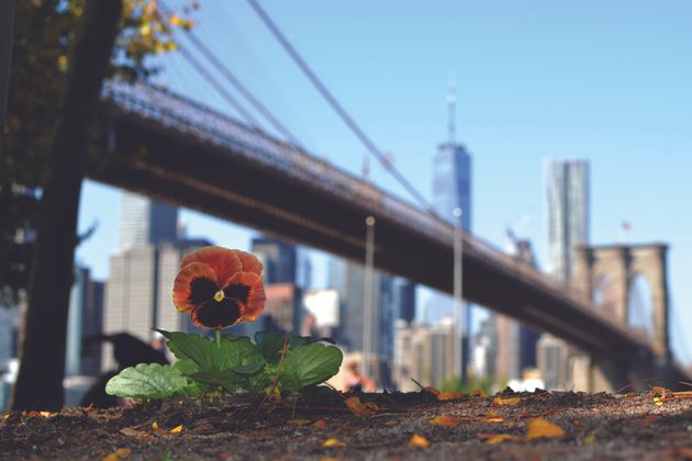 Paul Harfleet has now planted pansies across the United Kingdom, Europe, Canada and the United States – including this one by the Brooklyn Bridge in 2019.