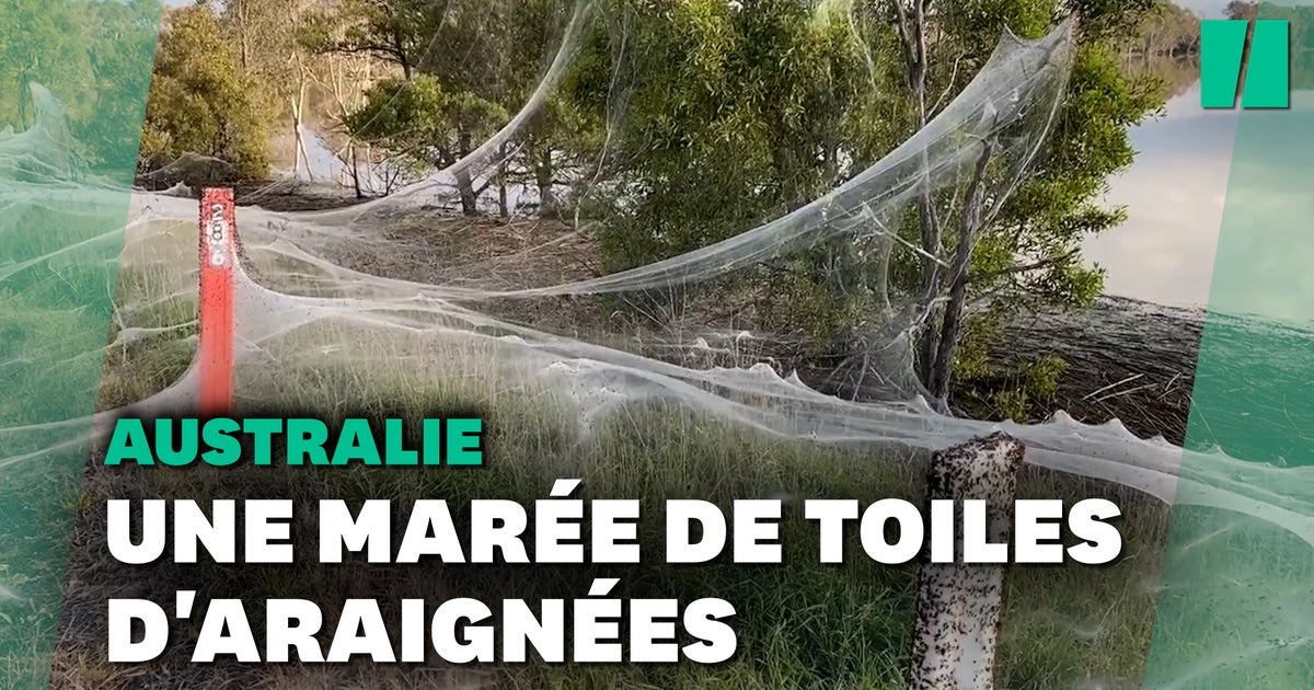 En Australie, des prairies recouvertes de toiles d’araignées géantes Le HuffPost