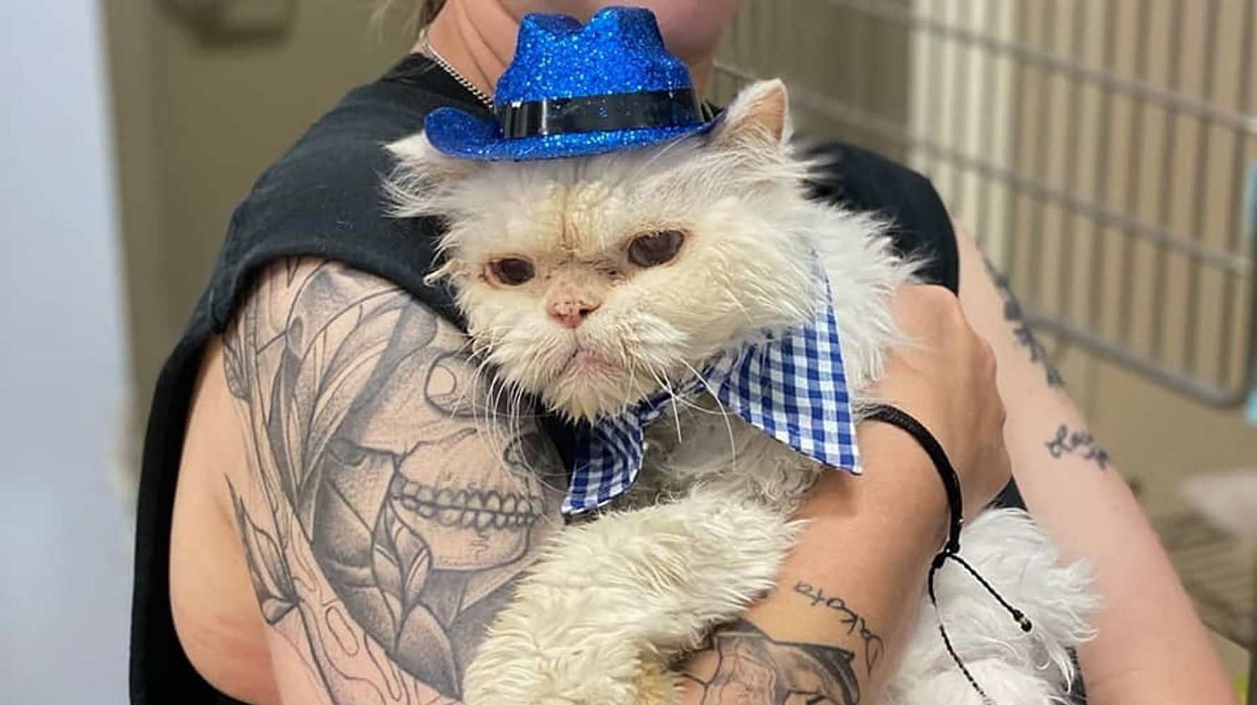 Animal Shelter Throws 19th Birthday Party For Cat Awaiting A Home