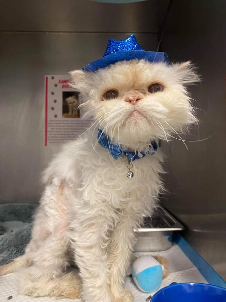 Sammy wound up at the shelter when his owner had to go into assisted living and wasn't allowed to bring their beloved pet wit