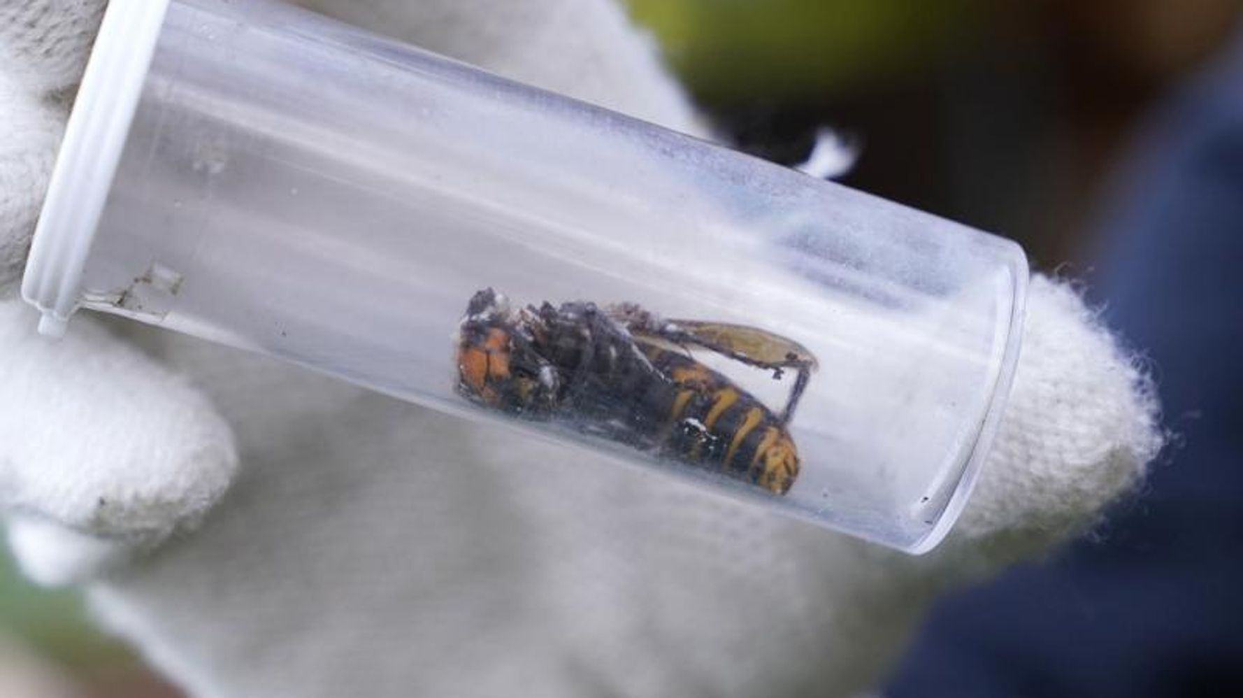 Dead ‘Murder Hornet’ Found Near Seattle Is 1st For US This Year