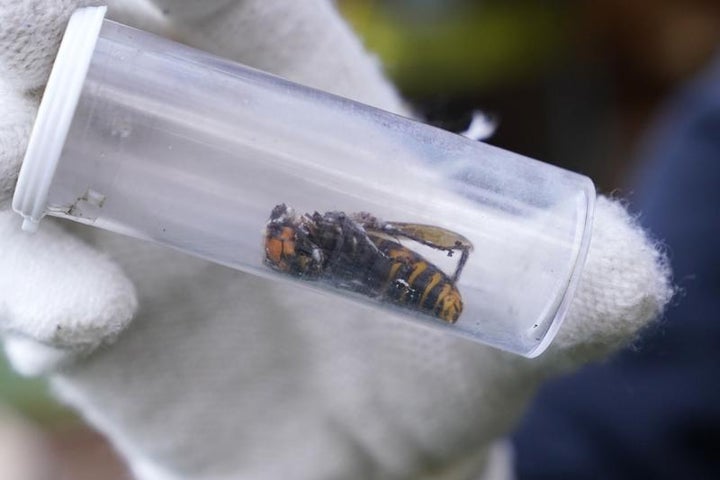 In this Oct. 24, 2020 file photo a Washington State Department of Agriculture worker displays an Asian giant hornet taken fro